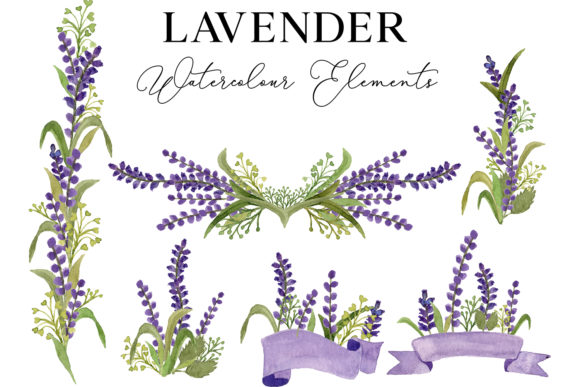 Download Lavender Flower Watercolor Illustration - Lavender flower Collection