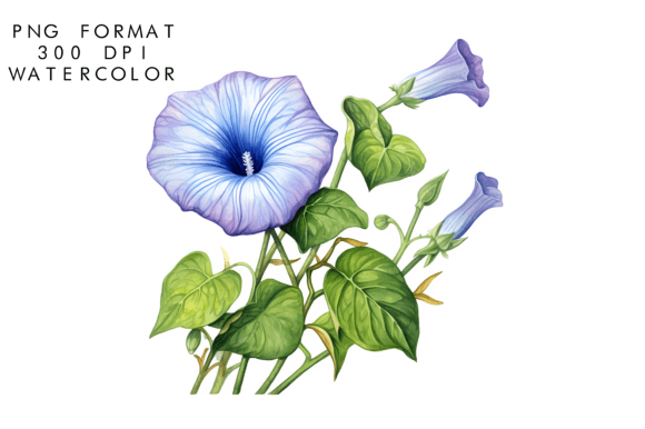 Download Watercolor Morning Glory Flower Clipart - Clip Collection