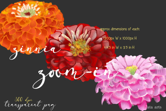 Download Set of 3 Watercolor Zinnia Flowers - Premium Bundle