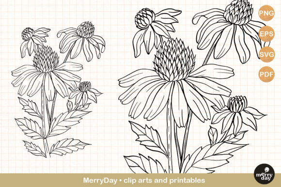 Download Coneflower Summer Flower Clip Art - Clip Collection
