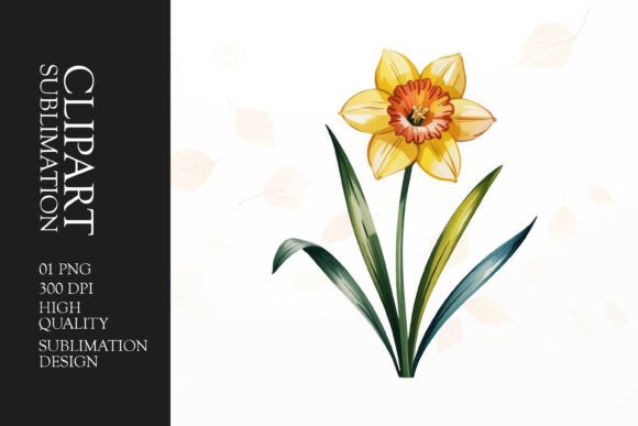Download Daffodil Clipart PNG - Clip Collection