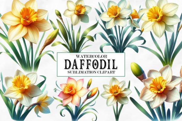 Download Watercolor Daffodil Clipart - Clip Collection
