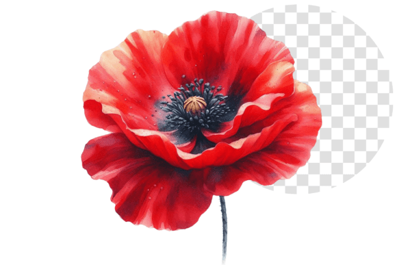 Download Poppify Watercolor Red Poppy Clipart - Clip Collection