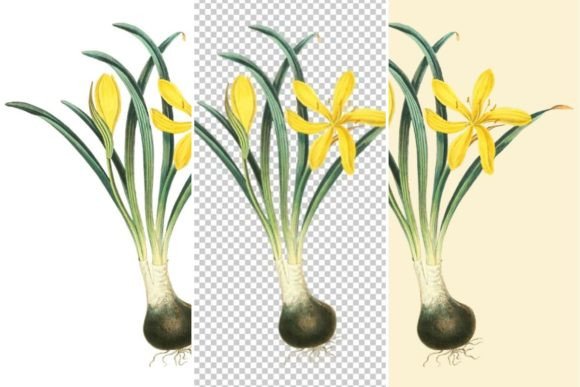 Download Yellow Winter Daffodil Clipart - Clip Collection