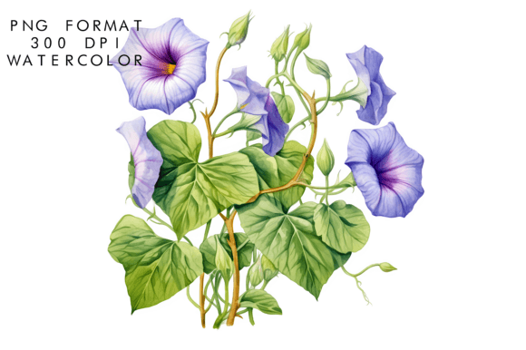Download Watercolor Morning Glory Flower Clipart - Clip Collection