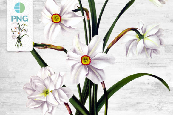 Download Daffodil Clipart Flower - Clip Collection