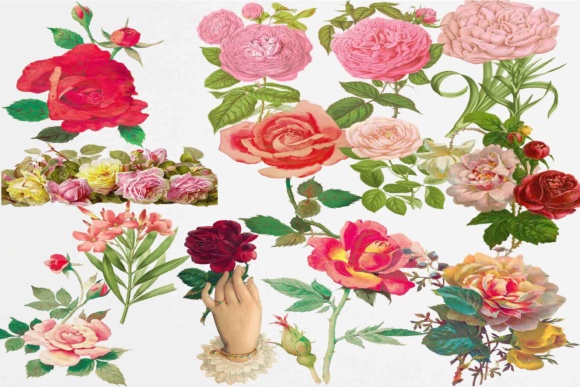 Download Roses Clipart - Clip Collection
