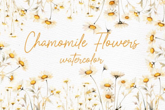 Download Daisy Watercolor Clipart Chamomile PNG - Clip Collection
