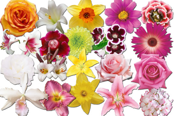 Download Flowers Clipart - Clip Collection