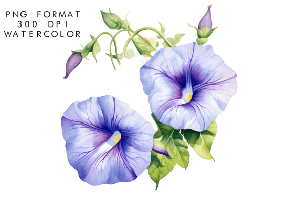 Download Watercolor Morning Glory Flower Clipart - Clip Collection