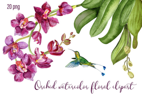 Download Orchid Watercolor Floral Digital Clipart - Clip Collection