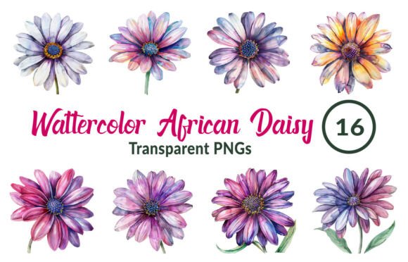 Download Watercolor African Daisy Flower Clipart - Clip Collection