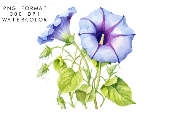 Download Watercolor Morning Glory Flower Clipart - Clip Collection