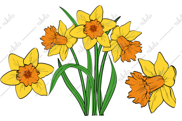 Download Daffodil Clipart Cricut - Clip Collection