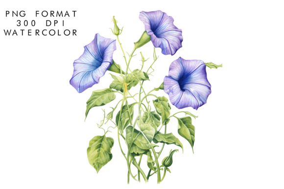 Download Watercolor Morning Glory Flower Clipart - Clip Collection