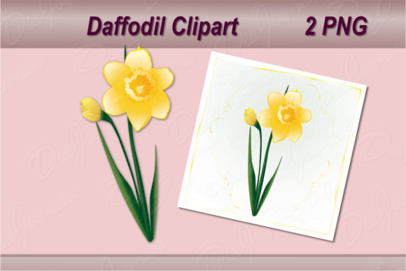 Download Daffodil Clipart with Square Card - Clip Collection