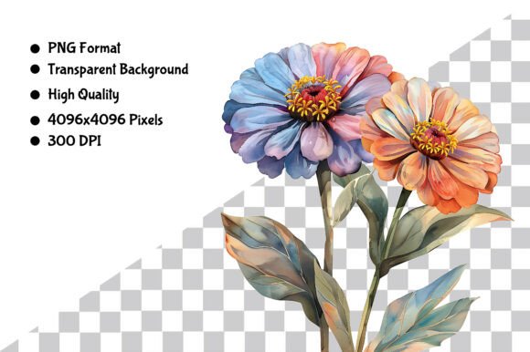 Download Watercolor Zinnia Flower PNG Clipart - Premium Resources